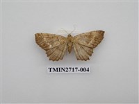 藏品(尺蛾268)的圖片